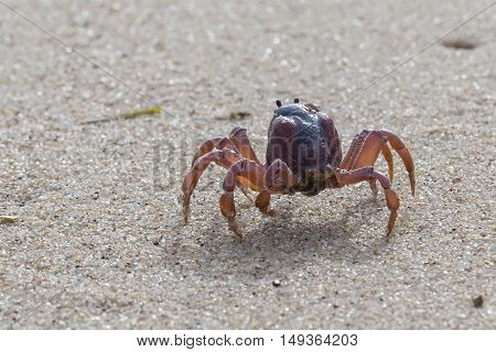 Soldier crabs (Mictyris longicarpus) are small creatures that live on sandy beaches. During low tide, they march in large numbers to raid the sandy area for nutrients. They then disappear by digging themselves in, awaiting the next tide.
