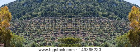 Scenics Cultivated terraced fields in Banyalbufar on the island of Mallorca Spain.