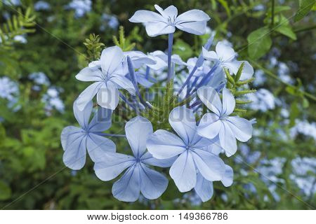 A group of flowers of colour blue in a garden.