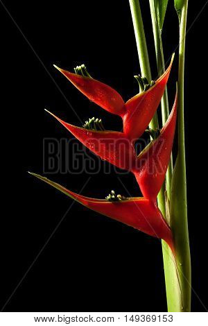 Heliconia Stricta Still Life On Black Background