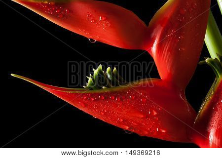 Heliconia Stricta Still Life On Black Background