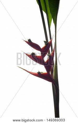 Heliconia Stricta Still Life On White Background