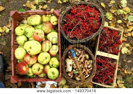autumn harvesting - viburnum berries, mushrooms, apples in baskets close up photo on the ground