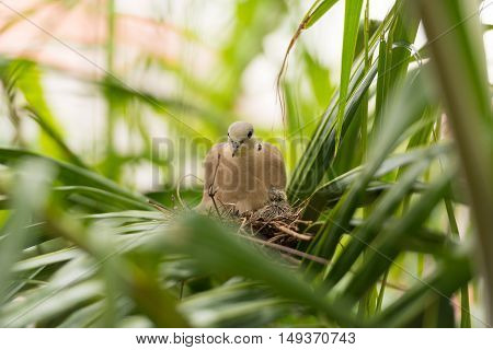 close up Dove bird sitting in the nest on a palm tree at thailand
