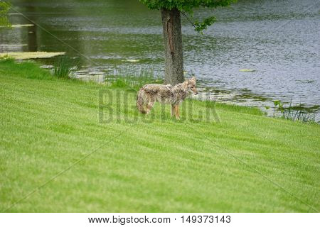 A wild coyote (Canis latrans) stands beside the shore of a small lake in the Wesmere Country Club subdivision of Joliet, Illinois during May.