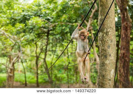 Monkey on wire in tropical forest in Hainan China