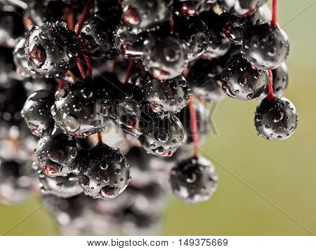 Sambucus nigra - Elderberry taken photo on a sunny day