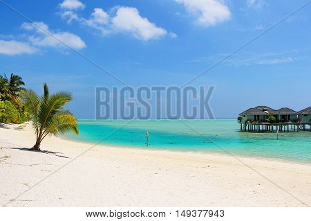 bungalows on a white beach with coconut palms on Maldives Island