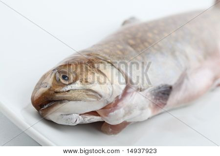 Speckled ørred