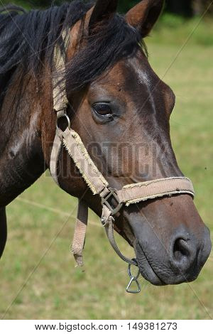 brown horse on the grass freely graze
