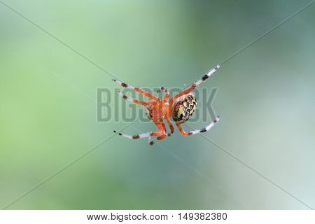 Marbled Orb Weaver Spider female in early fall