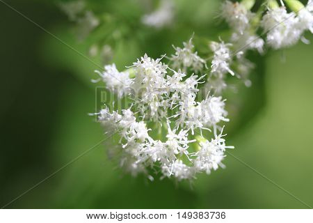 White Snakeroot Flower in early fall light