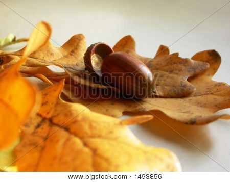 Ghianda su una quercia foglie