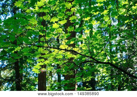 Summer leaves and tree branches reaching for late afternoon sunlight