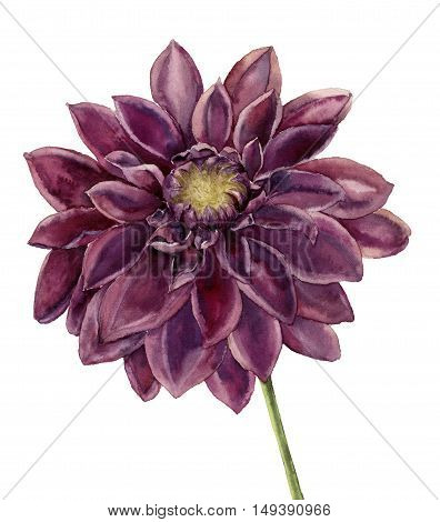 Watercolor dahlia flower. Hand painted autumn floral illustration isolated on white background. Botanical illustration for design.