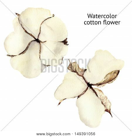 Watercolor cotton flower set. Hand painted floral illustration with soft cotton balls isolated on white background. Botanical illustration for design.