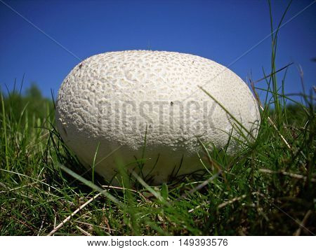 Giant puffball (Calvatia gigantea) fungus growing in grassland. Background of grass and deep blue sky.