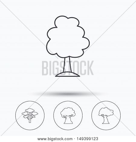 Pine tree, oak-tree icons. Forest trees linear sign. Linear icons in circle buttons. Flat web symbols. Vector