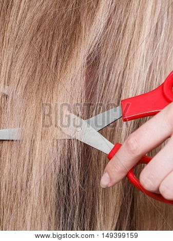 Professional and perfect image change. Close up of red big scissors cutting blonde straight long smoothy hair. Woman in barber salon.