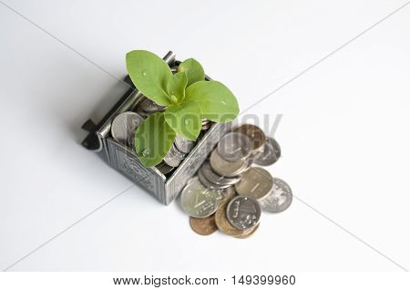 Herbs growing in the chest with coins