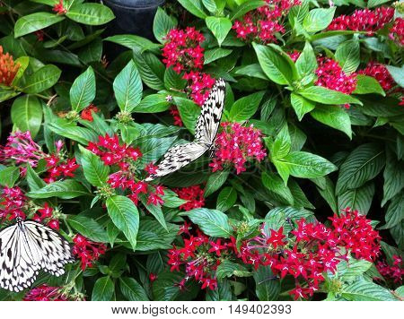 Black and white butterflies drinking nectar in magenta flowers