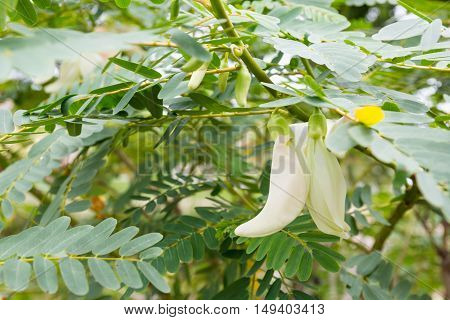 Sesbania grandiflora a bouquet of white flowers