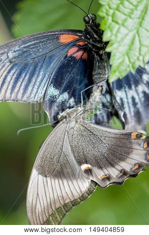 Great mormon (Papilio memnon agenor) butterflies mating or reproducing