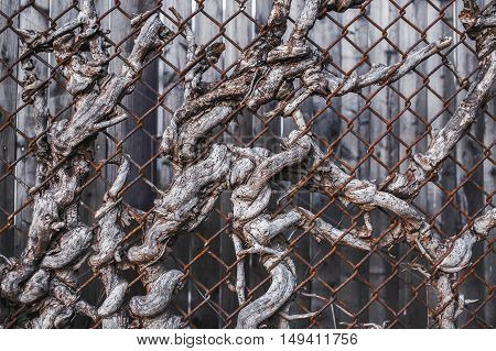 background of the branches in the metal lattice. dead branches of bushes in an old metal fence. texture, background