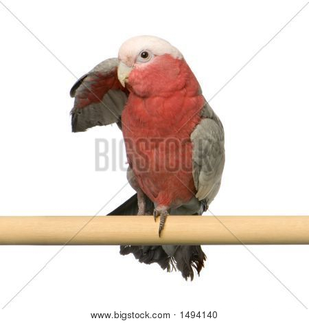 Galah