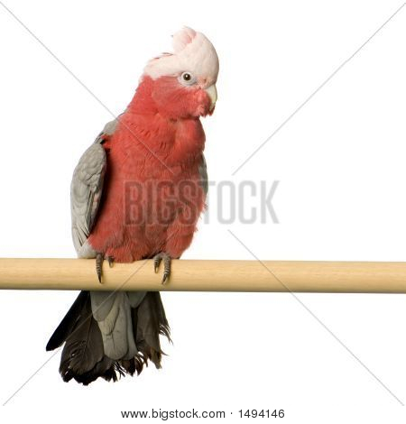 Galah