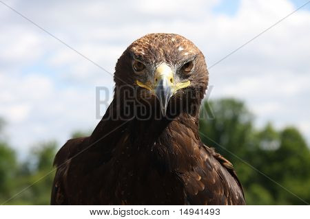 Eagle Head