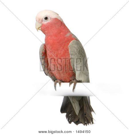 Galah