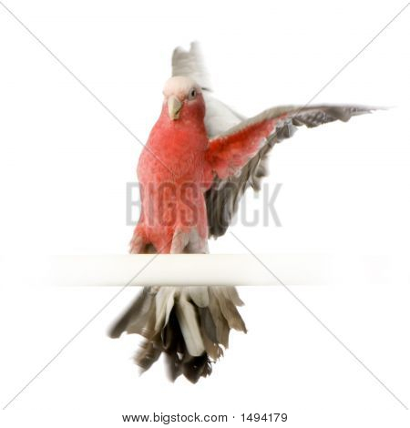 Galah