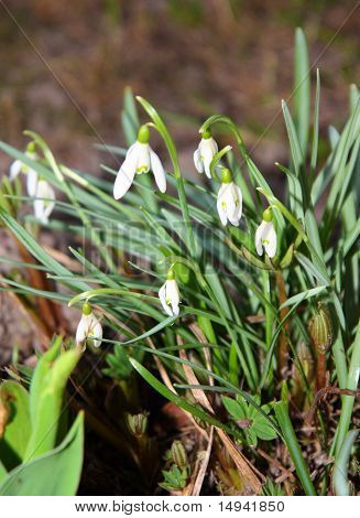 Primrose