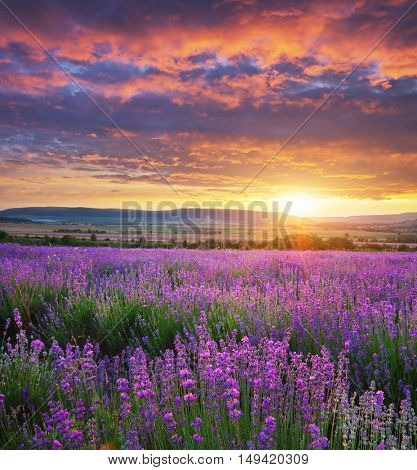 Meadow of lavender. Nature composition.