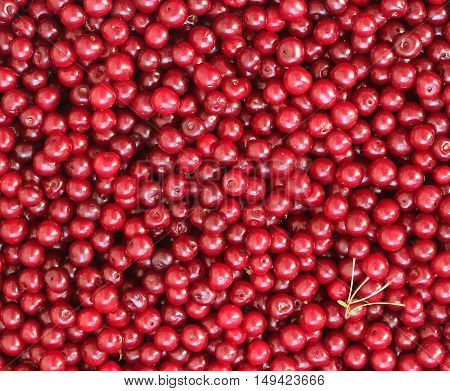 Close up red cherry texture for background