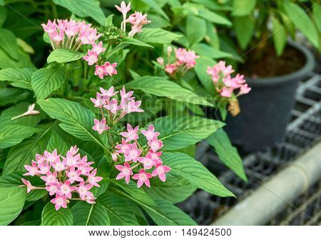 A group of tiny pink flowers, Egyptian Starcluster, in the garden