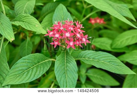 A group of tiny pink flowers, Egyptian Starcluster, in the garden
