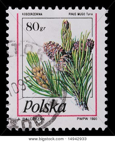 Polonia - Circa 1995: Un francobollo - rami di pino con coni