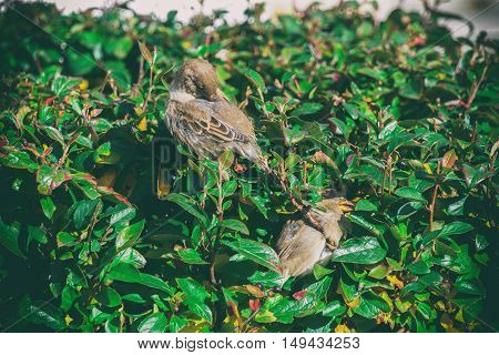 sparrow on sitting in the bushes a sparrow on a branch