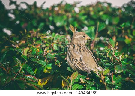 sparrow on sitting in the bushes a sparrow on a branch