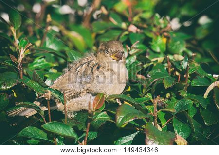sparrow on sitting in the bushes a sparrow on a branch