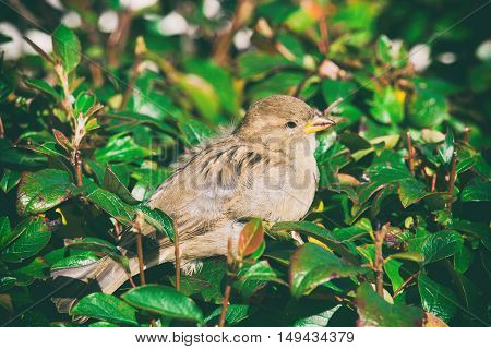 sparrow on sitting in the bushes a sparrow on a branch