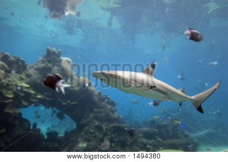 Sharktee