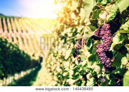 Landscape with autumn vineyards and organic grape on vine branches. Wine making concept