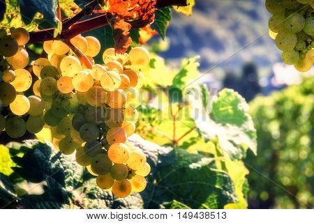 Bunch of fresh organic grape on vine branch. Wine making concept