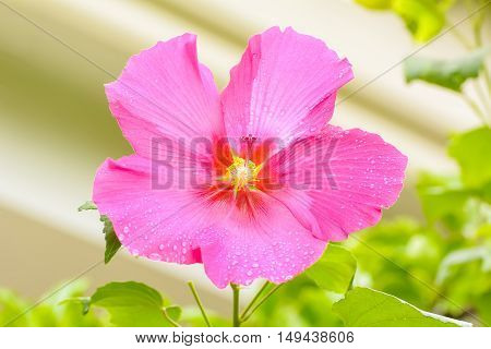Hibiscus