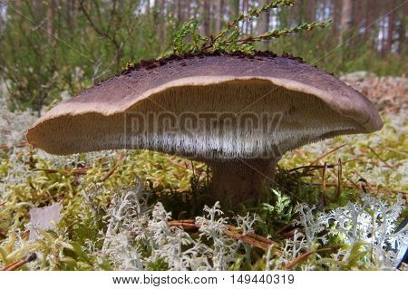 Sarcodon Imbricatus Colorful Mushroom, Edible, Autumn Forest