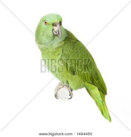 Gelb-Primatenart Amazon - Amazona Auropalliata