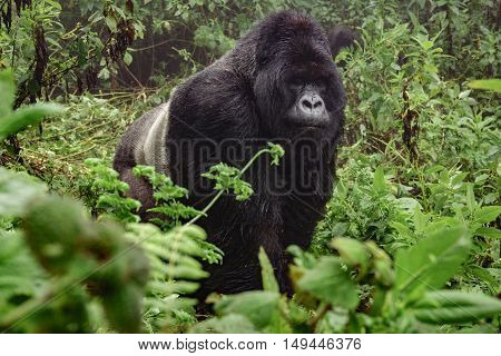 Front view of silverback mountain gorilla in the misty wild forest